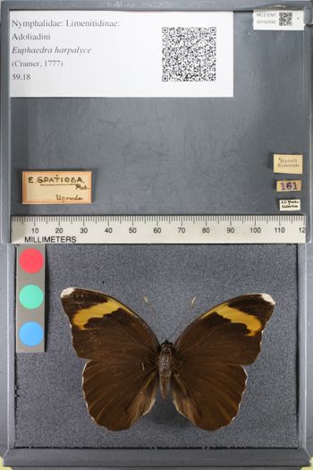 Media type: image;   Entomology 142590